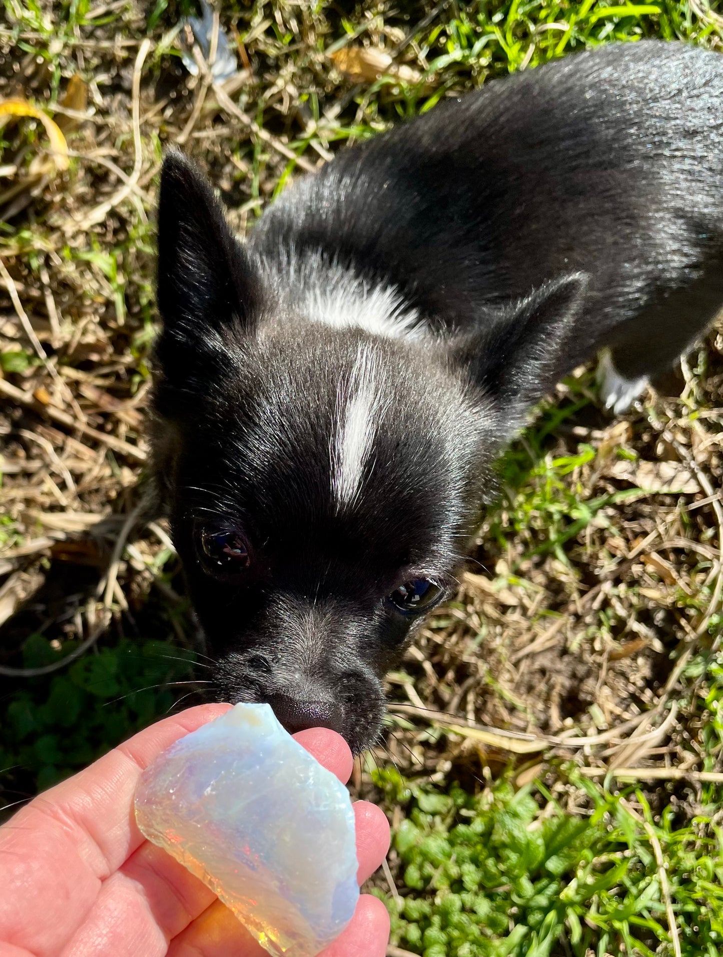 Rare ANDARA Lignée des origines bicolore | 38 g | cristal 5D / 777