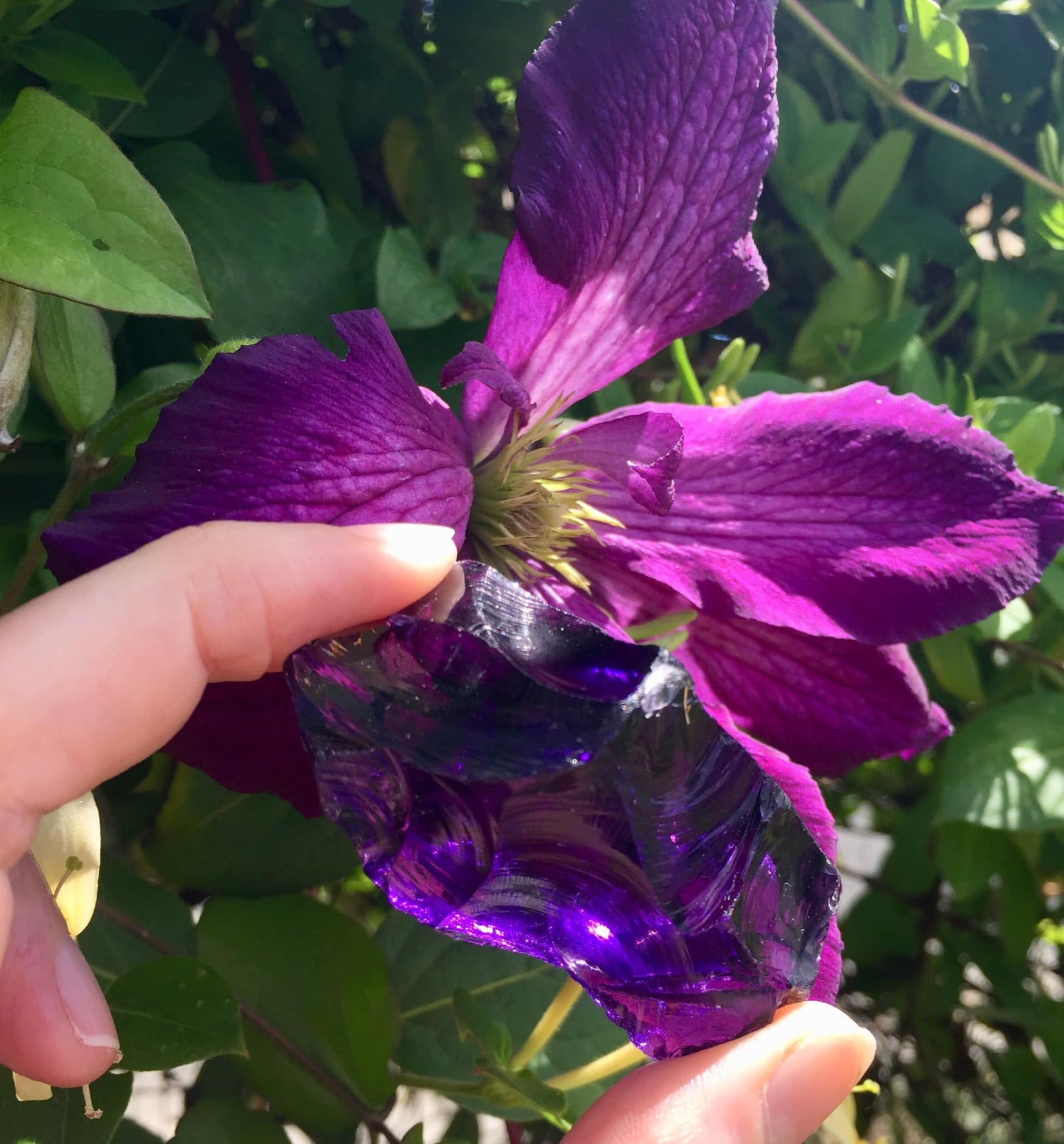andara purple violet cristal clematite