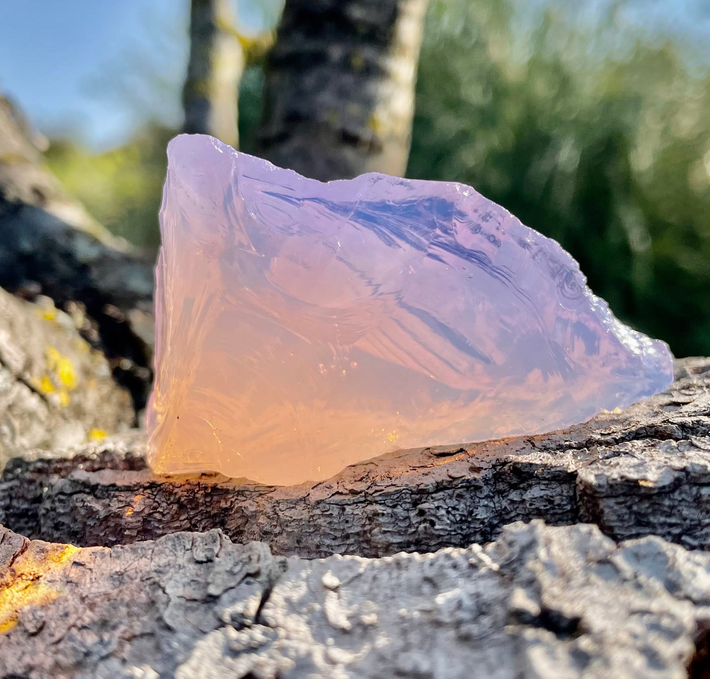 ANDARA Shekinah rose