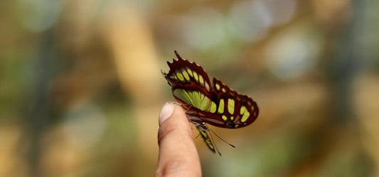 L’illusion d’être en vie .