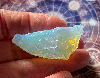 Baby ANDARA Lignée des origines 15 g