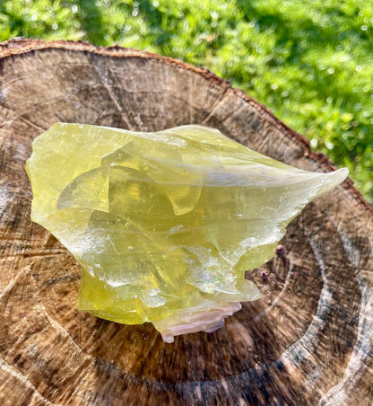 ANDARA Eglantine ~ 848 g | Collection personnelle