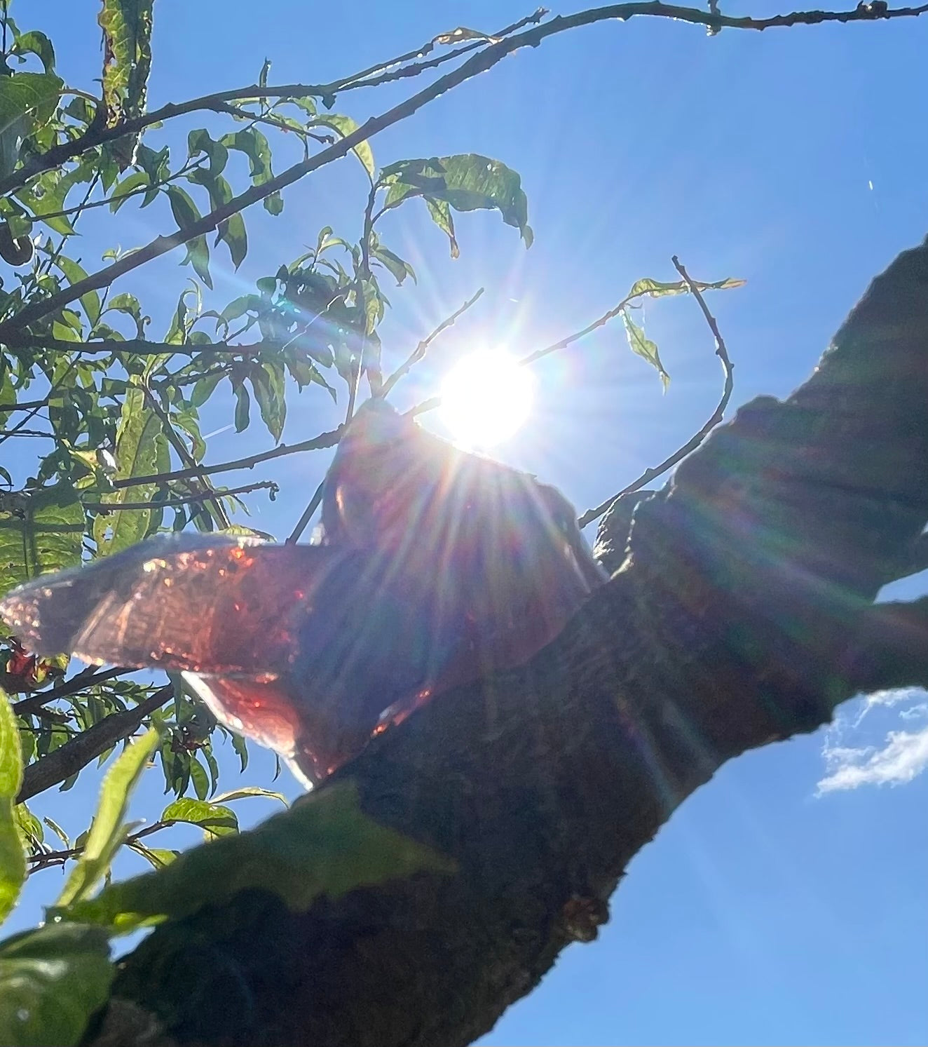 ANDARA Français Dragon Imperial  | 34 g  / 777 cristal 5D •