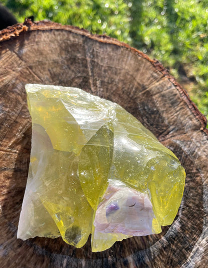 ANDARA Eglantine ~ 848 g | Collection personnelle