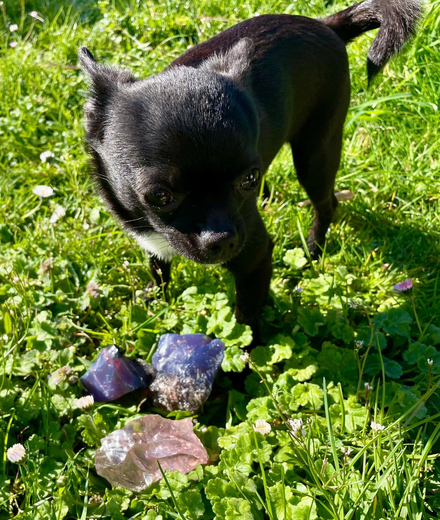 Ensemble ANDARA ~ Terre de Dragon  ~ 454 g  | Tarif préférentiel - Travailleur de la Lumière