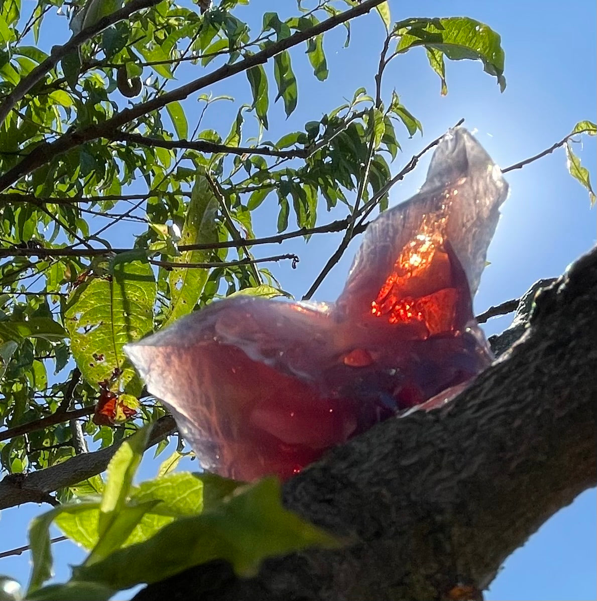 ANDARA Français Dragon Imperial  | 34 g  / 777 cristal 5D •