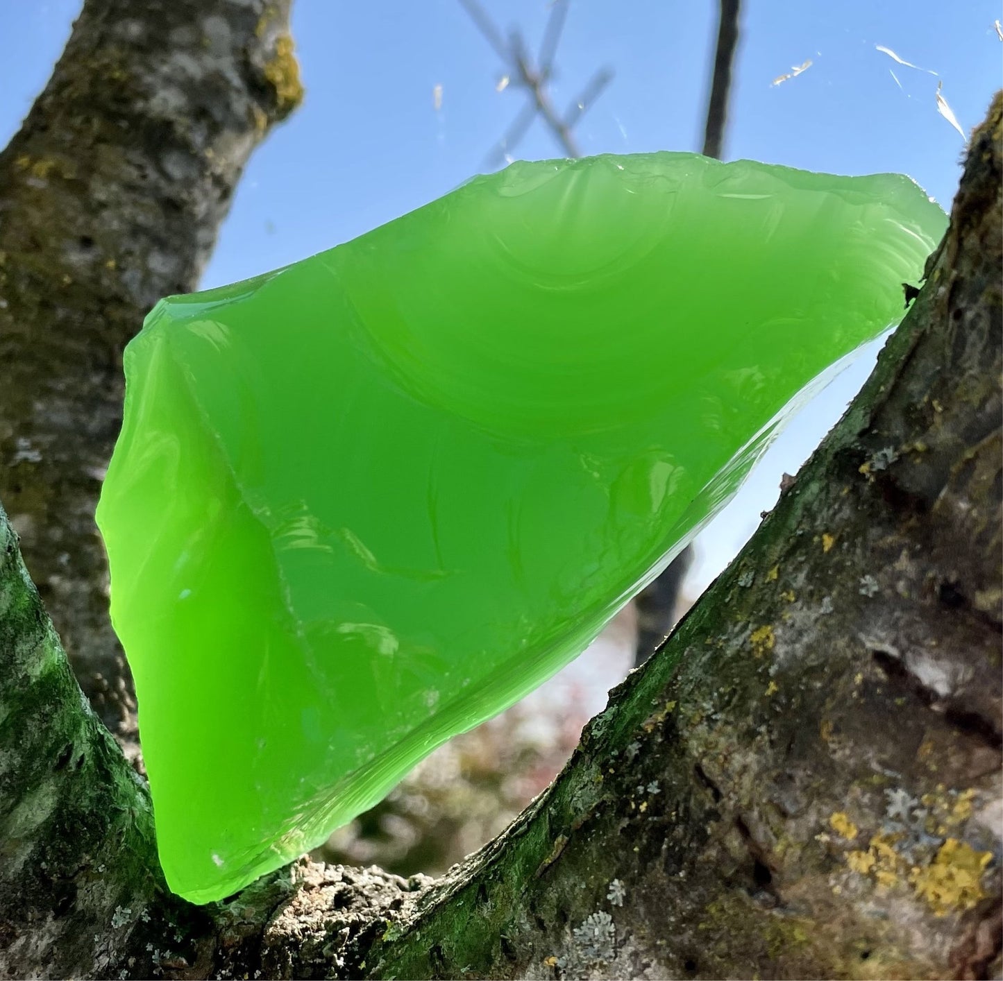 ANDARA Forêt de Broceliande 